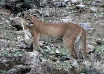 Hiker Killed in Suspected Mountain Lion Attack, Colorado’s First in Decades