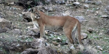Hiker Killed in Suspected Mountain Lion Attack, Colorado’s First in Decades