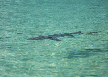 Minnesota Woman Dies After Shark Bite in U.S. Virgin Islands