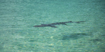 Minnesota Woman Dies After Shark Bite in U.S. Virgin Islands