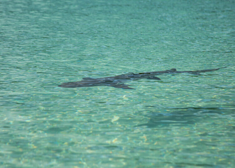 Minnesota Woman Dies After Shark Bite in U.S. Virgin Islands