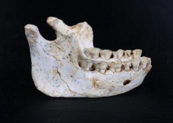 Moroccan Cave Fossils Yield a Possible Missing Link in Human Evolution