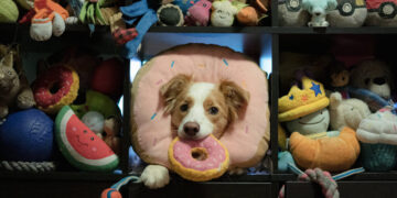 How Some Dogs Build Up Their Vocabularies