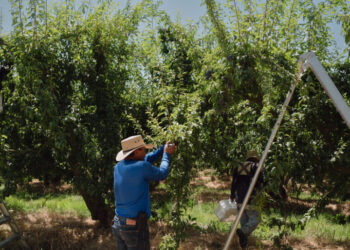 A ‘Ticklish Subject’: Trump’s Words on Immigration Often Collide and Contradict