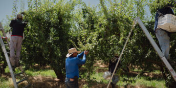 A ‘Ticklish Subject’: Trump’s Words on Immigration Often Collide and Contradict