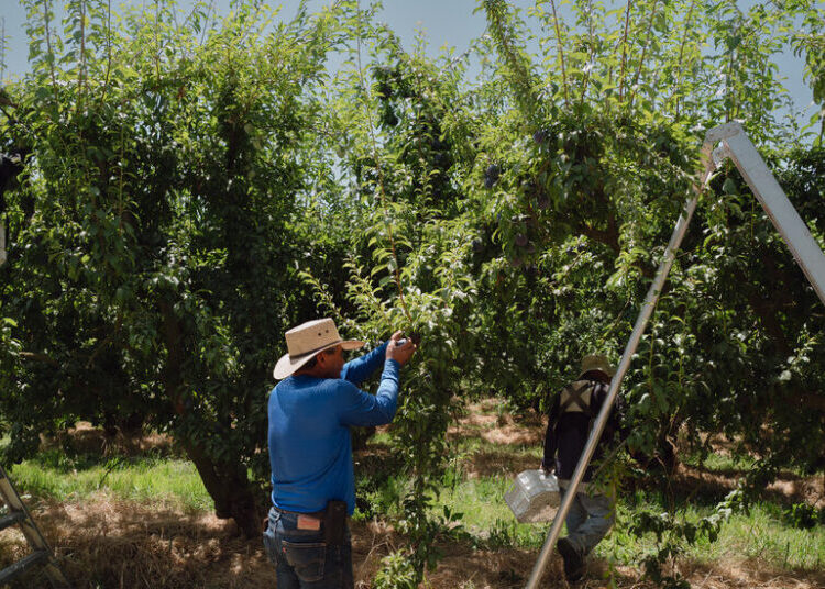 A ‘Ticklish Subject’: Trump’s Words on Immigration Often Collide and Contradict