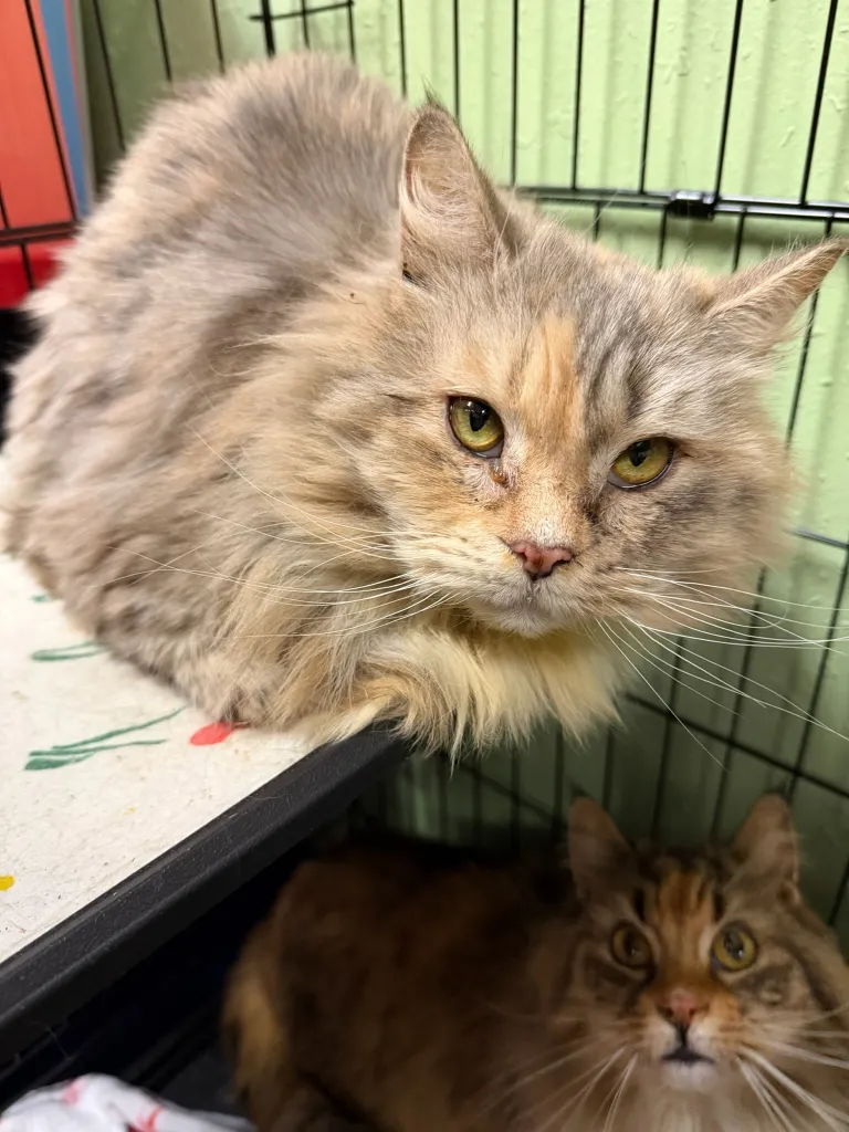 Two Maine Coon cats in cages.