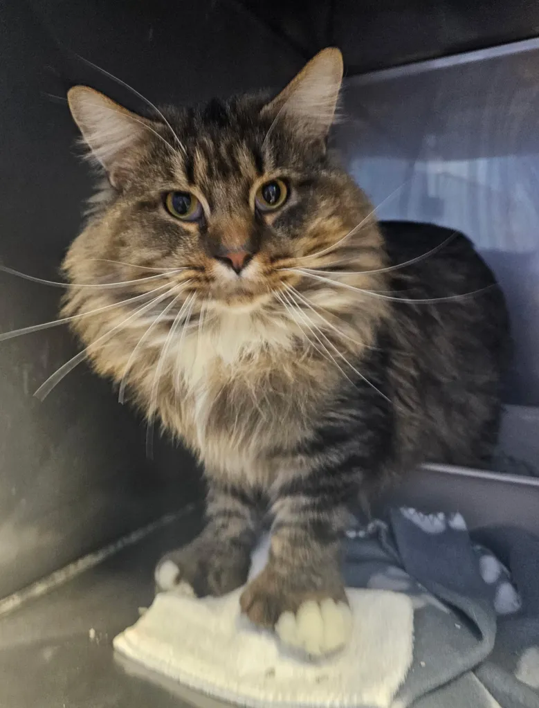 A fluffy Maine Coon cat with tabby markings and white fur on its chest and paws sits on a white towel, looking directly at the camera.