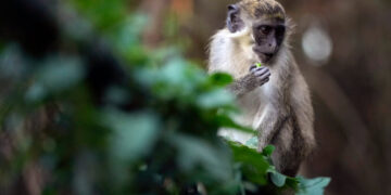 Monkeys Are on the Loose in St. Louis, City Officials Say