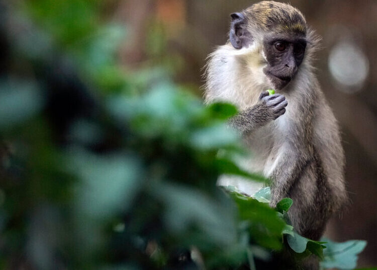 Monkeys Are on the Loose in St. Louis, City Officials Say