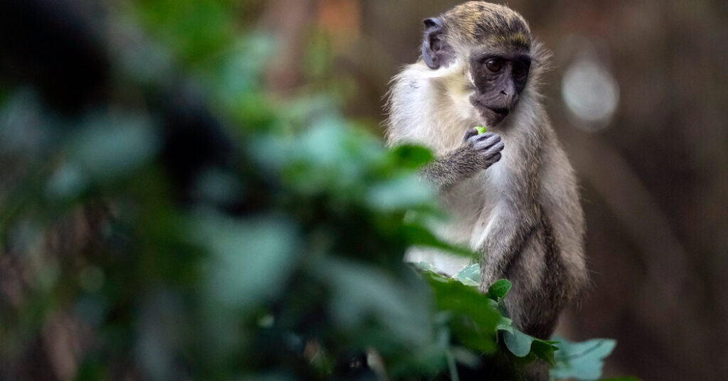Monkeys Are on the Loose in St. Louis, City Officials Say