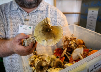 Death Toll From California Wild Mushroom Poisoning Rises to 3