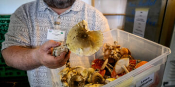 Death Toll From California Wild Mushroom Poisoning Rises to 3