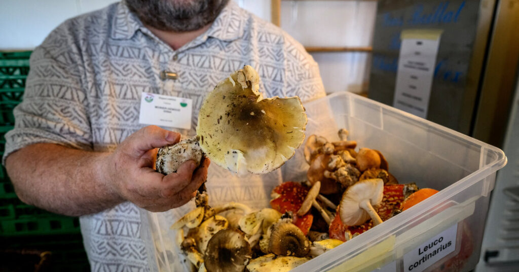 Death Toll From California Wild Mushroom Poisoning Rises to 3