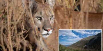 Hiker killed in suspected mountain lion attack while alone in Colorado mountains