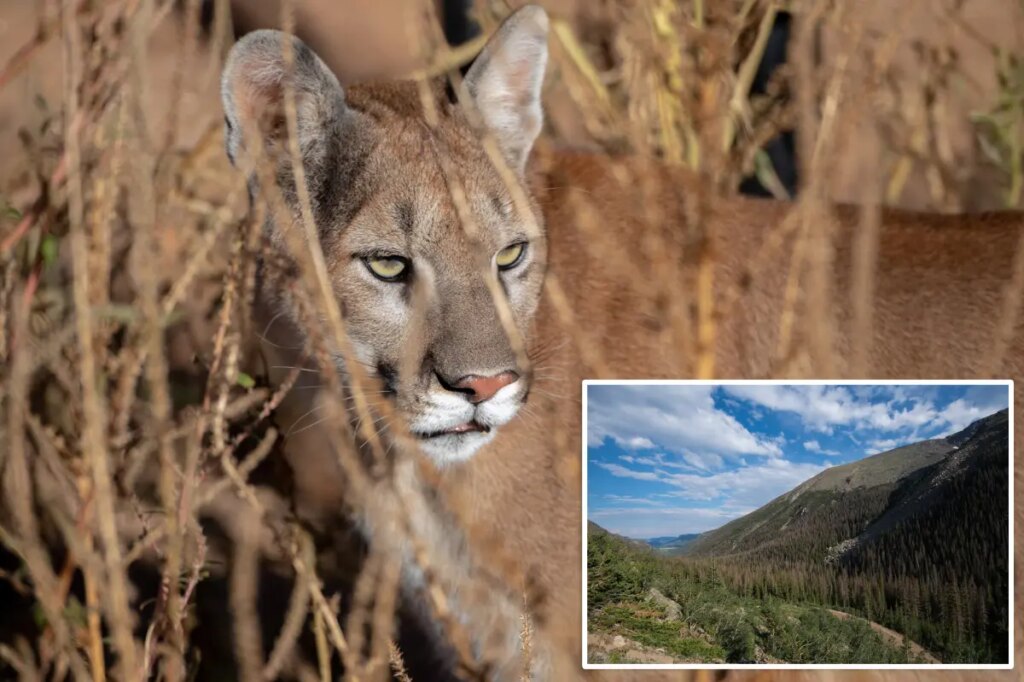 Hiker killed in suspected mountain lion attack while alone in Colorado mountains
