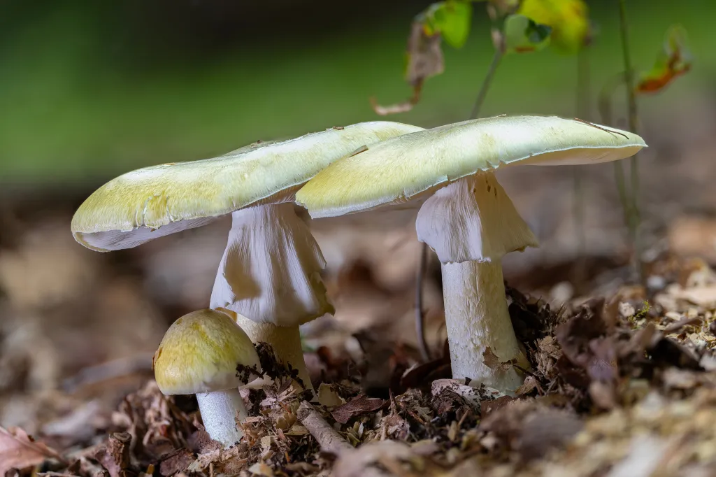 Three deadly poisonous Death Cap mushrooms (Amanita phalloides) at different stages of growth among fallen leaves.