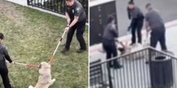 Video of animal rescuers dragging dog out of California apartment complex has activists in a froth