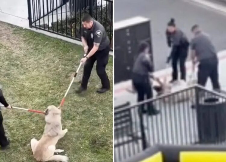 Video of animal rescuers dragging dog out of California apartment complex has activists in a froth