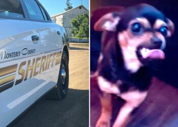 Deputies search for missing pup thrown at them by suspect — and are forced to explain non-‘cuddly’ pic of pooch