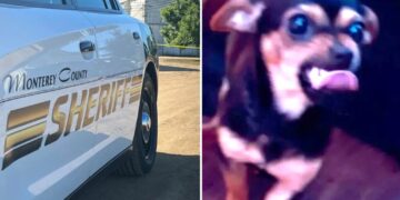 Deputies search for missing pup thrown at them by suspect — and are forced to explain non-‘cuddly’ pic of pooch