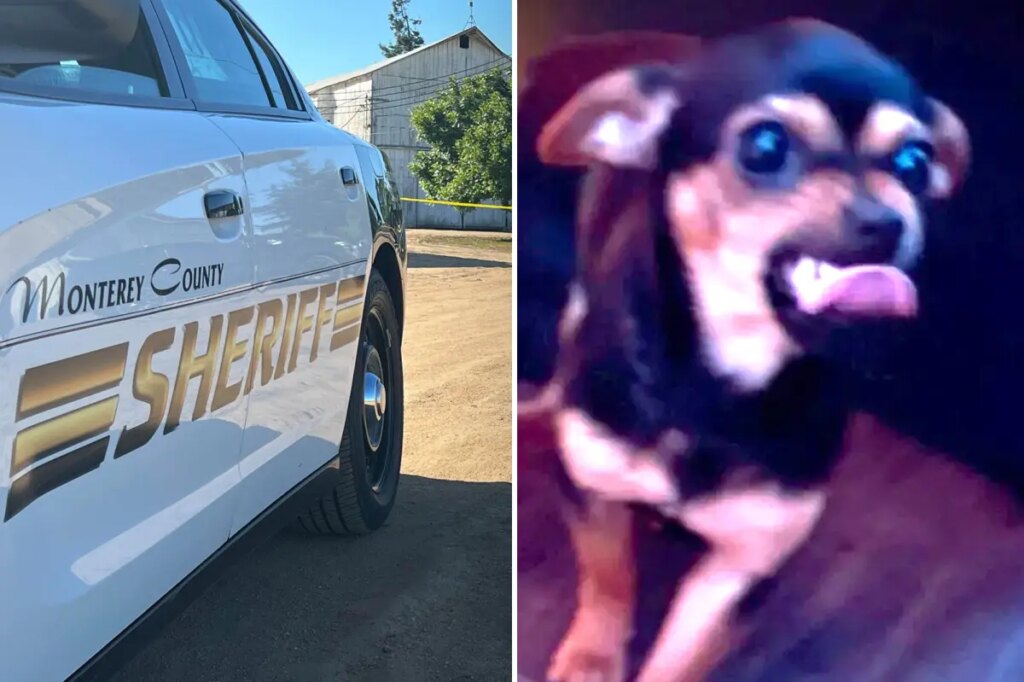 Deputies search for missing pup thrown at them by suspect — and are forced to explain non-‘cuddly’ pic of pooch