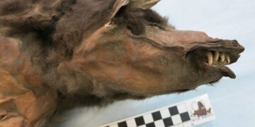What a Wolf Pup’s Stomach Revealed About the Woolly Rhino’s Extinction
