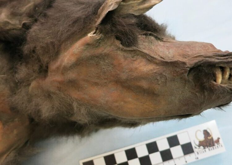 What a Wolf Pup’s Stomach Revealed About the Woolly Rhino’s Extinction