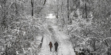 Why Trees Go Pop in the Freezing Cold