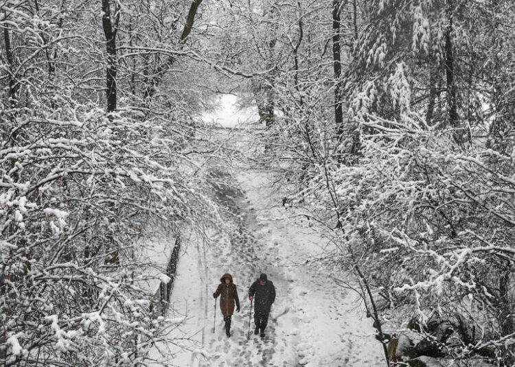Why Trees Go Pop in the Freezing Cold