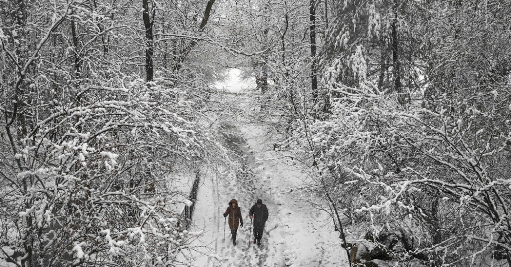 Why Trees Go Pop in the Freezing Cold