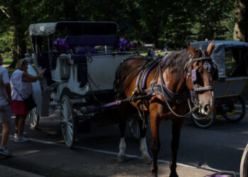 A Horse Bolts, Renewing Debate Over Central Park Carriages