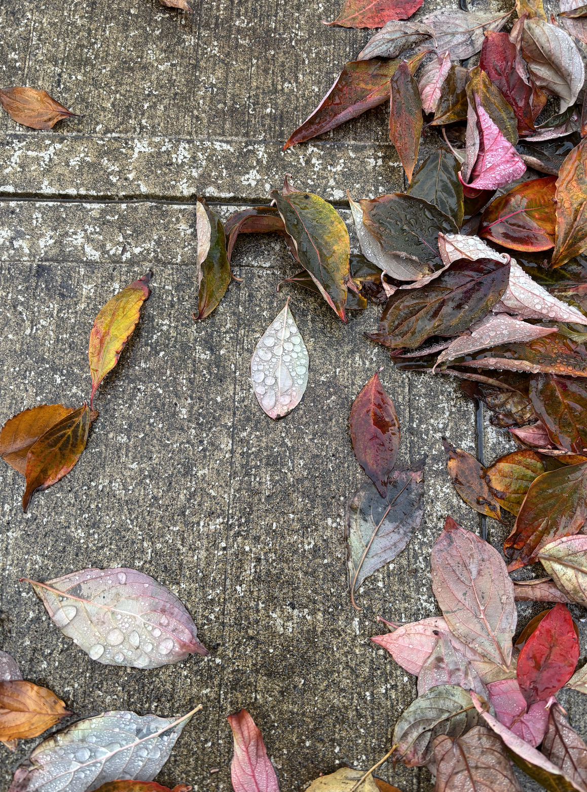 Leaves stuck to the sidewalk with rain on them