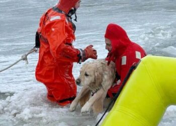 ‘It was the chillest dog I’ve ever seen in my life’: Rhode Island firefighters rescue yellow lab trapped in ice