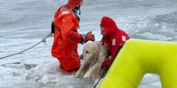 ‘It was the chillest dog I’ve ever seen in my life’: Rhode Island firefighters rescue yellow lab trapped in ice