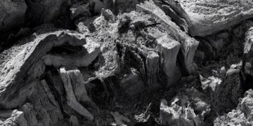 I Lost My Library in a Fire