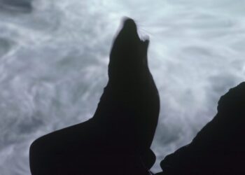 How Many Sea Lions Must Die?