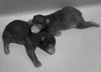 Two sloth bear cubs born at National Zoo
