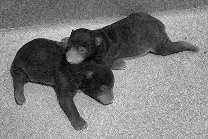 Two sloth bear cubs born at National Zoo