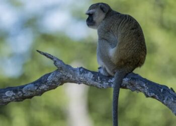 Monkeys are on the loose in St. Louis, and AI-generated jokes are just slowing down animal control’s primate chase