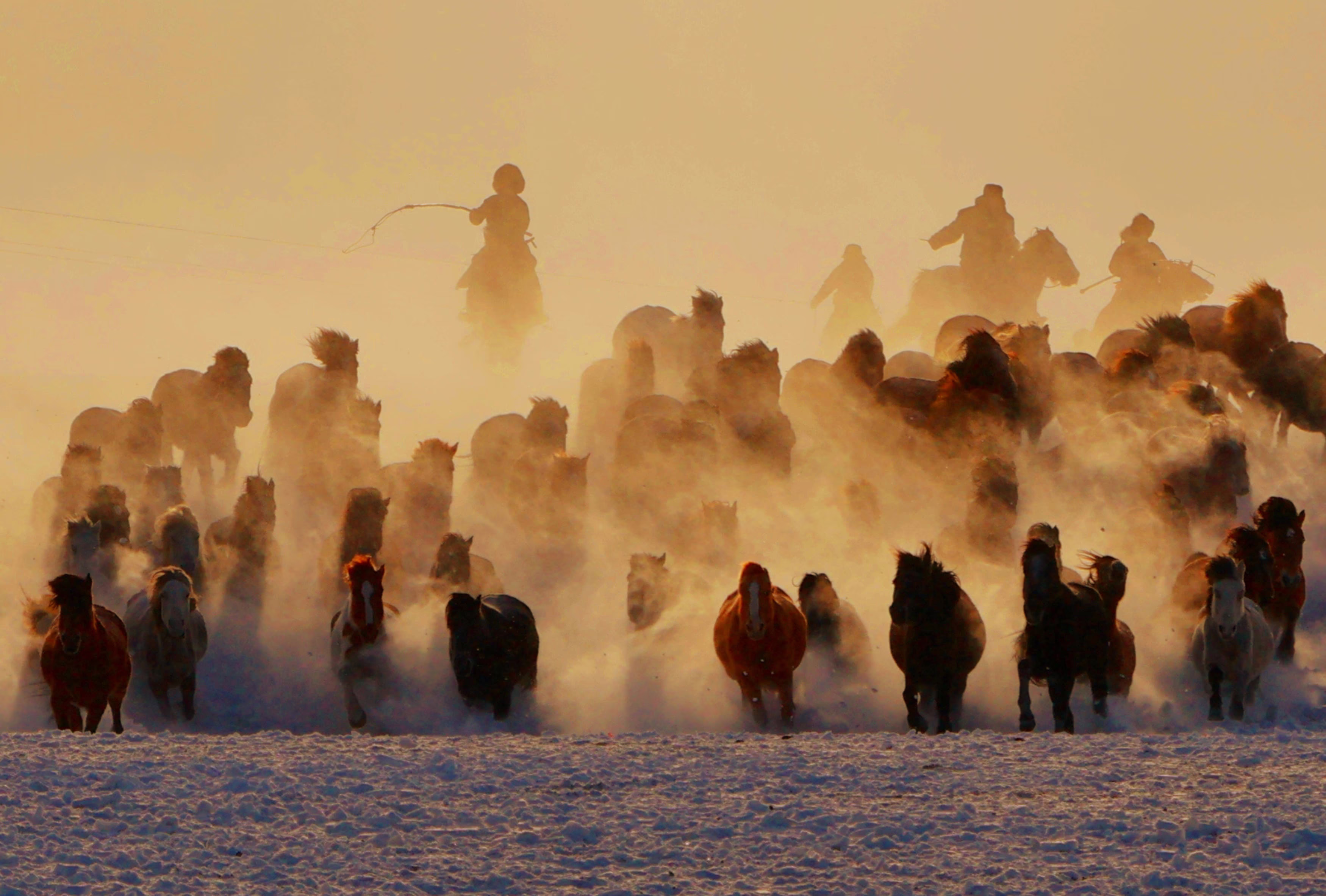 A distant view of a herd of horses galloping over snow-covered grassland.