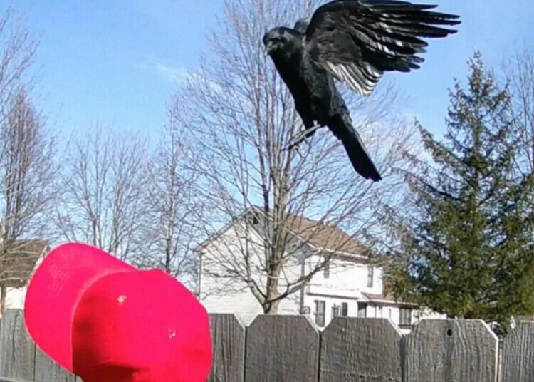 Man Trains Crows to Attack MAGA Hats