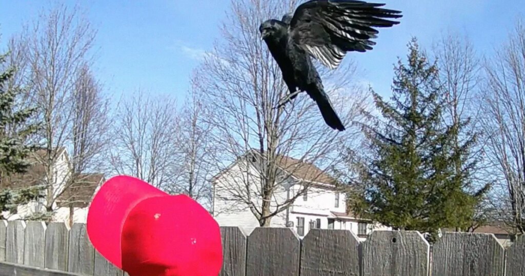 Man Trains Crows to Attack MAGA Hats