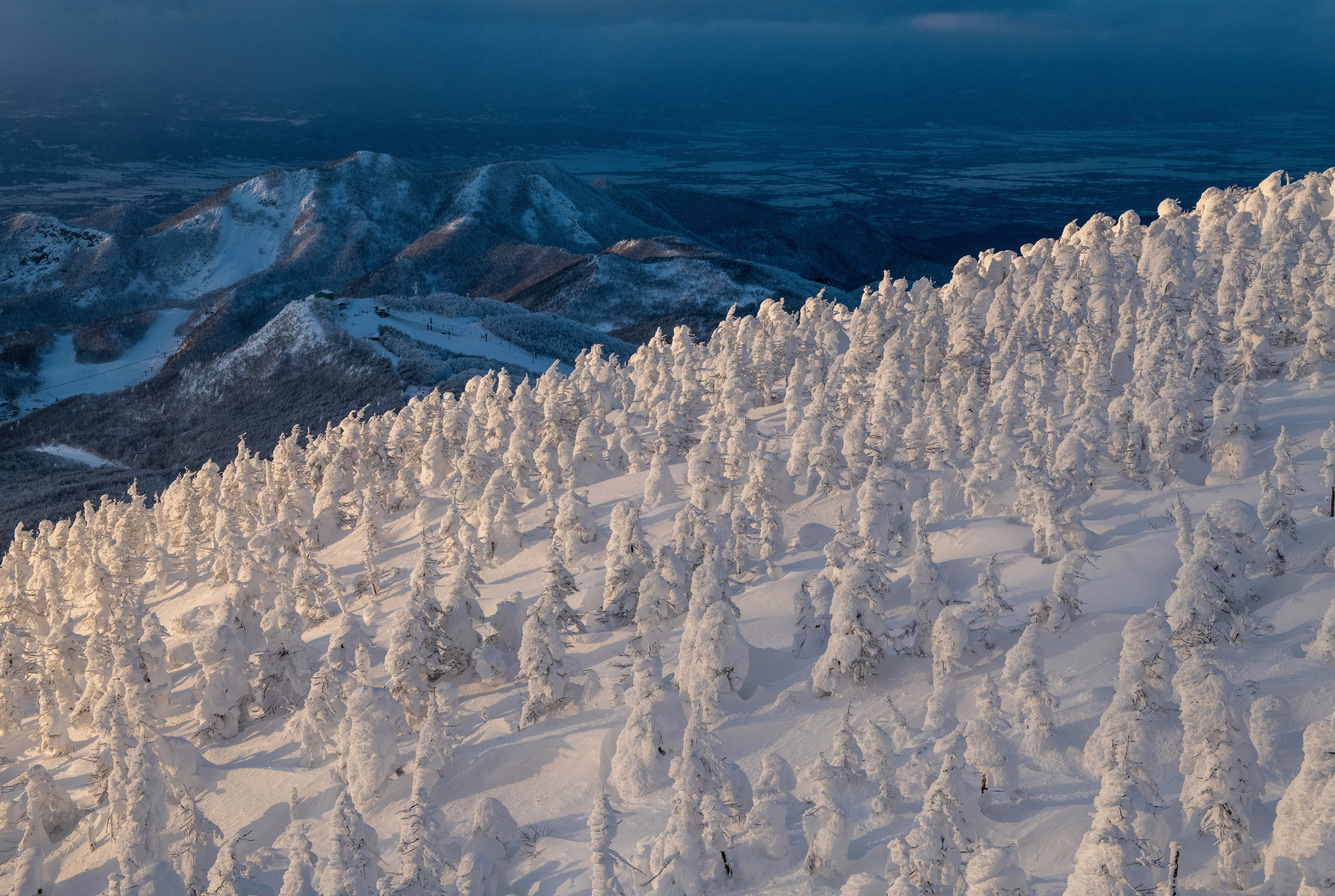 Snow-covered trees cover the slopes of a mountain.