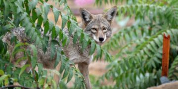 Coyote makes astonishing swim to Alcatraz — the start of a prison-island pack? We asked experts