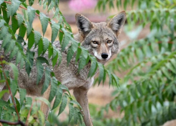 Coyote makes astonishing swim to Alcatraz — the start of a prison-island pack? We asked experts