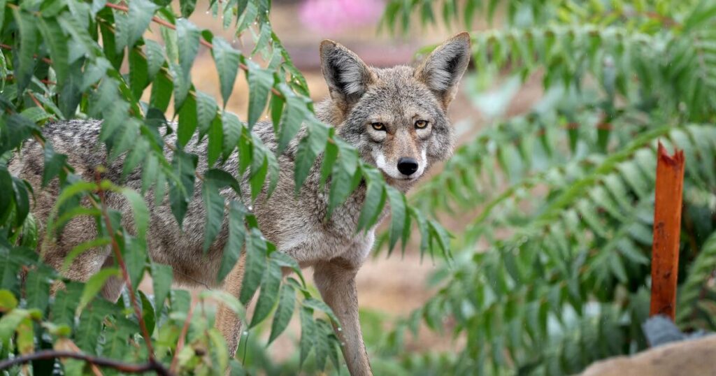 Coyote makes astonishing swim to Alcatraz — the start of a prison-island pack? We asked experts