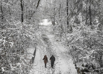 No, Trees Don’t Explode When It Gets Cold, but They Do Go Pop