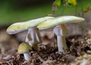 Yet another person dies from eating toxic ‘death cap’ mushroom in Calif.