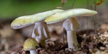 Yet another person dies from eating toxic ‘death cap’ mushroom in Calif.